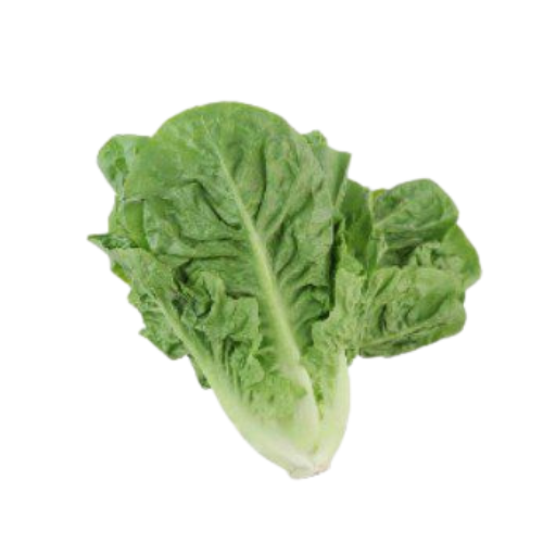 Romaine Lettuce Macro Organic
