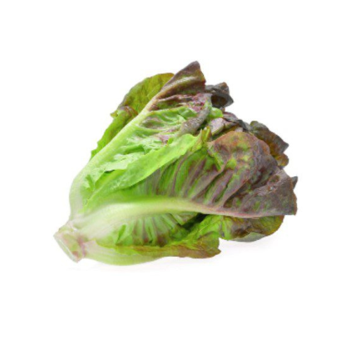 Red Lettuce Macro Organic
