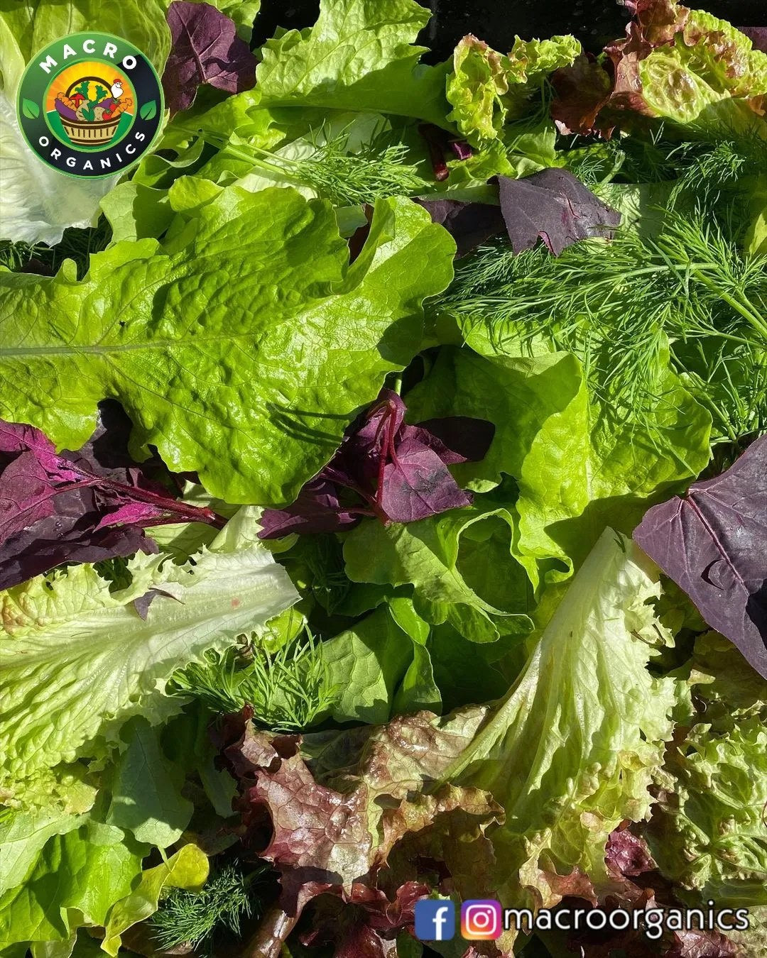 Salad Mix Macro Organic