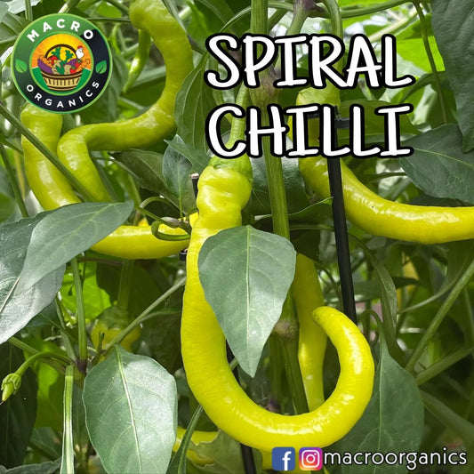 Spiral Chilies Macro Organic