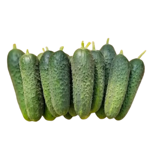 Pickling Cucumbers Macro Organic
